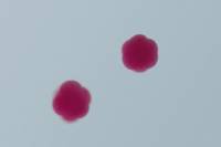 Oursin - embryologie - stade 8 cellules x100